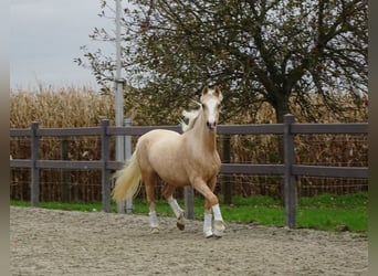 NRPS, Mare, 4 years, 14.1 hh, Palomino