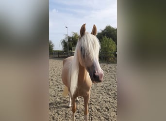 NRPS, Mare, 4 years, 14.1 hh, Palomino