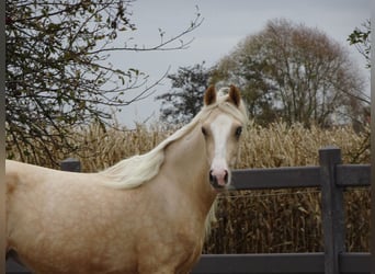 NRPS, Mare, 4 years, 14.1 hh, Palomino