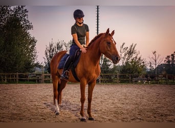 NRPS, Stute, 4 Jahre, 14,1 hh, Rotfuchs