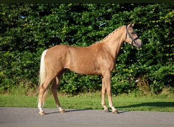 NRPS, Mare, 4 years, 14,2 hh, Palomino