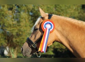 NRPS, Mare, 4 years, 14,2 hh, Palomino