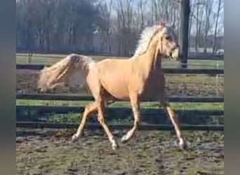 NRPS, Mare, 4 years, 14,2 hh, Palomino