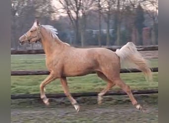 NRPS, Mare, 4 years, 14,2 hh, Palomino