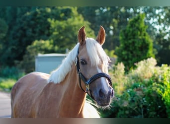 NRPS, Mare, 4 years, 14,2 hh, Palomino