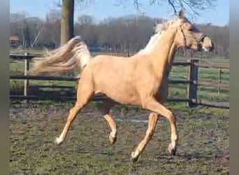 NRPS, Mare, 4 years, 14,2 hh, Palomino