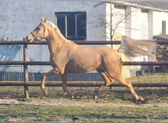 NRPS, Mare, 4 years, 14,2 hh, Palomino