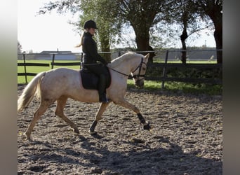 NRPS Mix, Mare, 4 years, 14 hh, Palomino