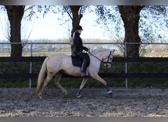 NRPS Mix, Mare, 4 years, 14 hh, Palomino