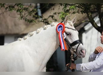 NRPS, Mare, 4 years, 14,2 hh, Leopard-Piebald