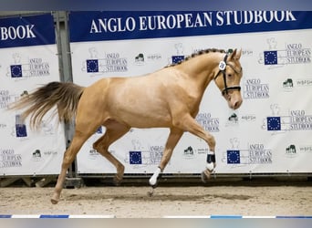 NRPS, Mare, 4 years, 15,1 hh, Champagne