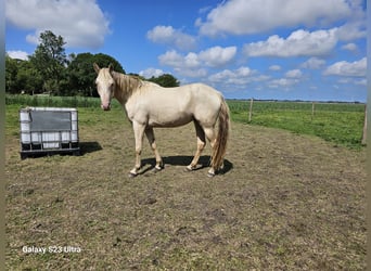 NRPS, Mare, 4 years, 15,1 hh, Champagne