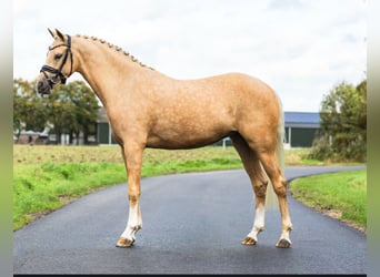NRPS, Mare, 4 years, 15 hh, Palomino