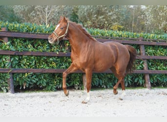 NRPS, Mare, 4 years, 15,2 hh, Black