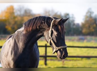 NRPS, Mare, 4 years, 15,2 hh