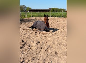 NRPS, Mare, 4 years, 16.1 hh, Brown
