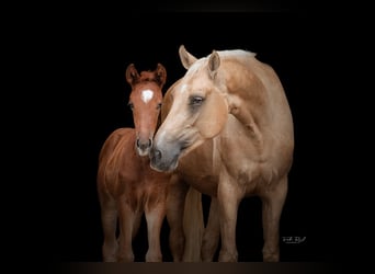 NRPS, Mare, 4 years, 16.1 hh, Palomino