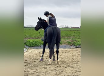 NRPS, Mare, 4 years, 16.2 hh, Bay-Dark