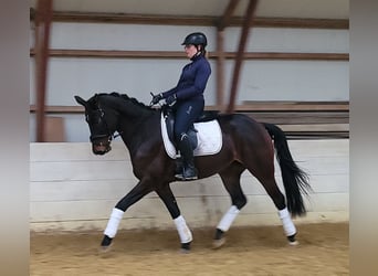 NRPS, Mare, 4 years, 16 hh, Bay-Dark