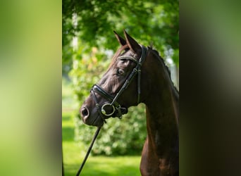 NRPS, Mare, 4 years, 16 hh, Bay-Dark