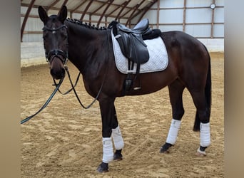 NRPS, Mare, 4 years, 16 hh, Bay-Dark