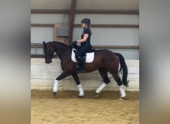 NRPS, Mare, 4 years, 16 hh, Bay-Dark