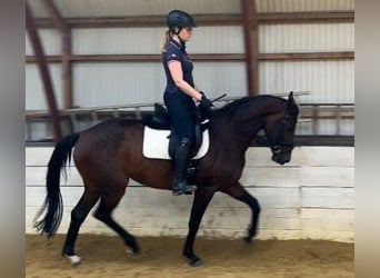 NRPS, Mare, 4 years, 16 hh, Bay-Dark