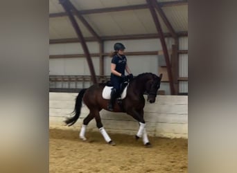 NRPS, Mare, 4 years, 16 hh, Bay-Dark