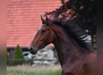 NRPS, Mare, 4 years, 16 hh, Brown