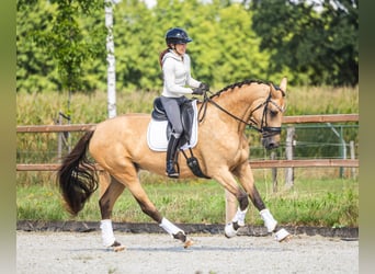 NRPS, Mare, 4 years, 17 hh, Buckskin