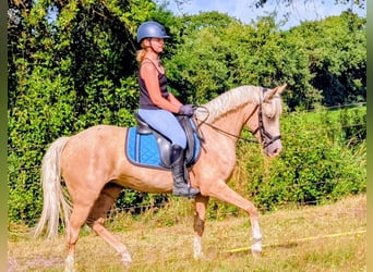 NRPS, Mare, 5 years, 13.3 hh, Palomino