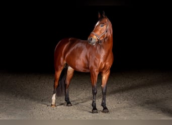 NRPS, Mare, 5 years, 14,1 hh, Brown