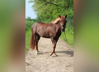 NRPS, Mare, 5 years, 14.1 hh, Chestnut