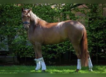 NRPS, Mare, 5 years, 14.1 hh, Chestnut