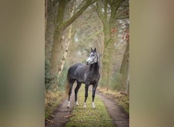 NRPS, Mare, 5 years, 14,2 hh, Gray-Dark-Tan