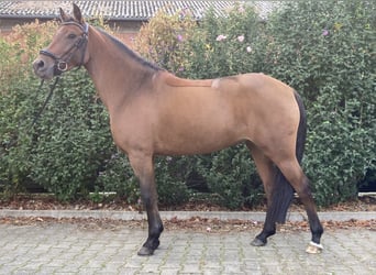 NRPS, Mare, 5 years, 14 hh, Brown