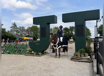 NRPS, Mare, 5 years, 14 hh, Chestnut