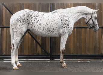 NRPS, Mare, 5 years, 14,1 hh, Leopard-Piebald