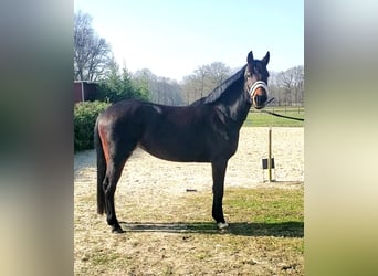NRPS, Mare, 5 years, 14,2 hh, Smoky-Black