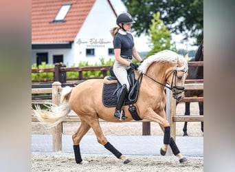 NRPS, Mare, 5 years, 15 hh, Palomino