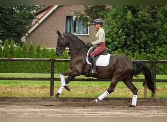 NRPS, Mare, 5 years, 16,2 hh, Black