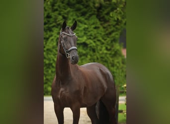 NRPS, Mare, 5 years, 16,2 hh, Black