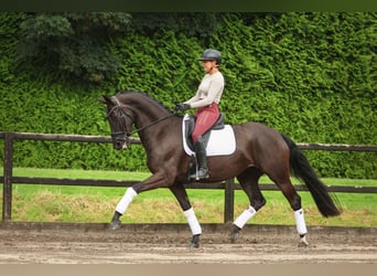 NRPS, Mare, 5 years, 16,2 hh, Black