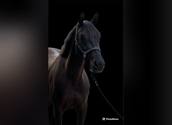 NRPS, Mare, 5 years, 16 hh, Black