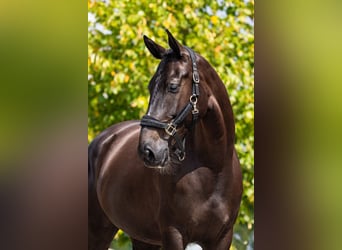 NRPS, Mare, 5 years, 17 hh, Smoky-Black