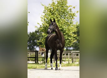 NRPS, Mare, 5 years, 17 hh, Smoky-Black