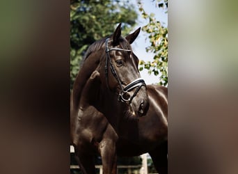 NRPS, Mare, 5 years, 17 hh, Smoky-Black