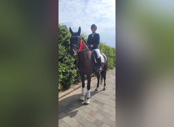 NRPS, Mare, 5 years, 17,1 hh, Black