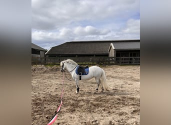 NRPS, Mare, 6 years, 11,1 hh, Gray