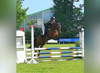 NRPS, Mare, 6 years, 14 hh, Brown